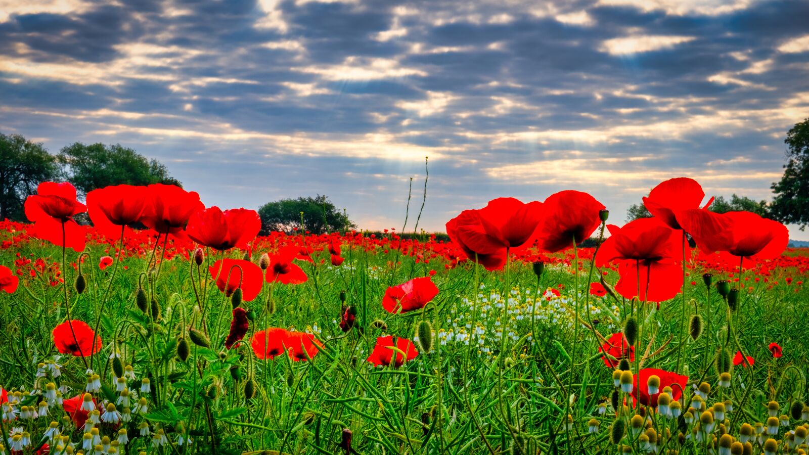 Fujifilm X-T2 sample photo. Poppies, field, yorkshire photography