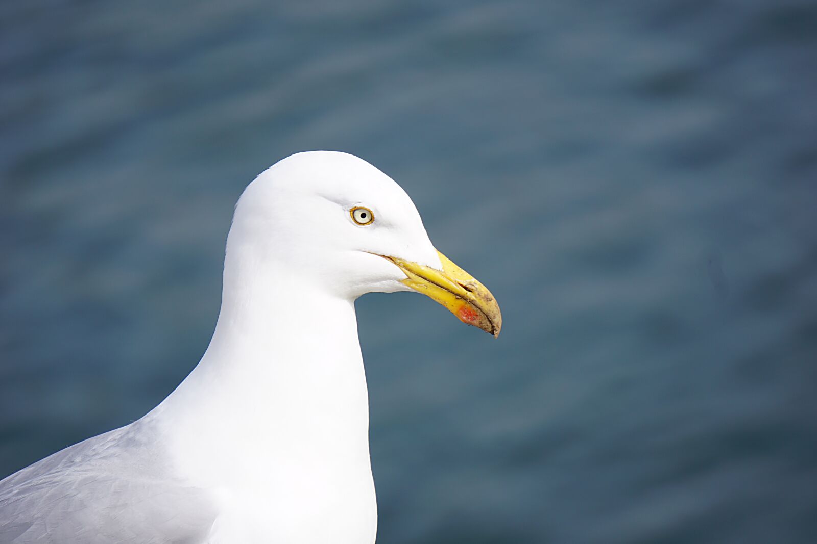 Sony a6000 sample photo. Bird, gull, sea ​​bird photography