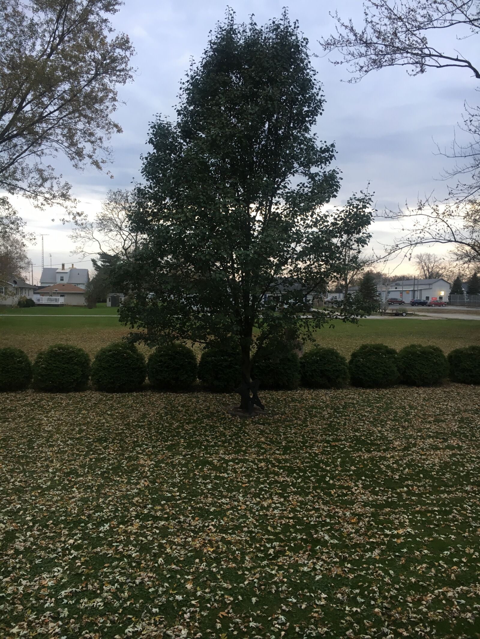 iPhone 6s back camera 4.15mm f/2.2 sample photo. Pear tree, green, fall photography