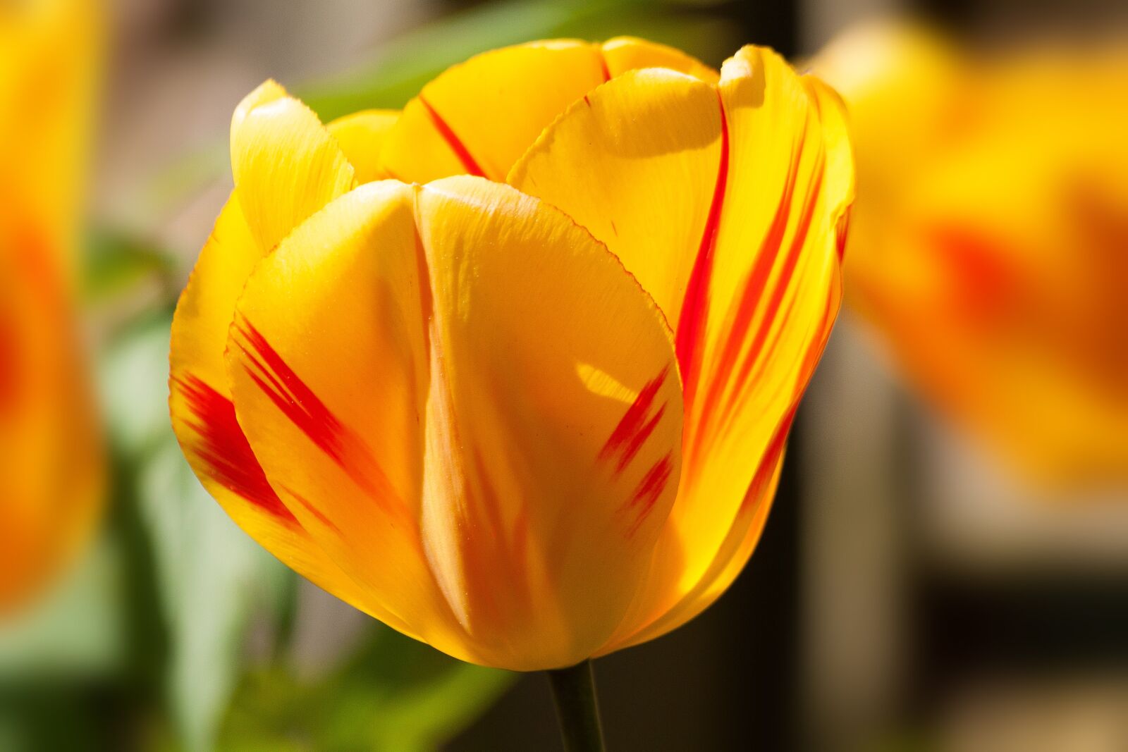 Canon EOS 50D sample photo. Tulip, spring flower, flower photography