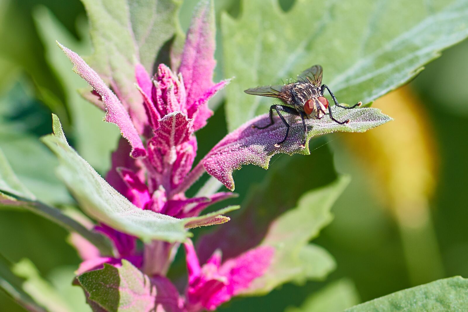 Canon EF 300mm F4L IS USM sample photo. Flower, fly, macro photography