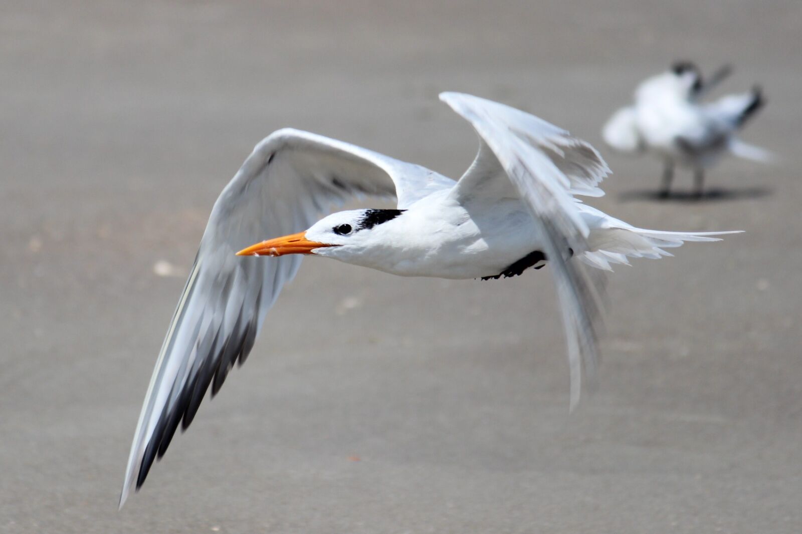 Canon EOS 600D (Rebel EOS T3i / EOS Kiss X5) sample photo. Seagall, feathers, flight photography