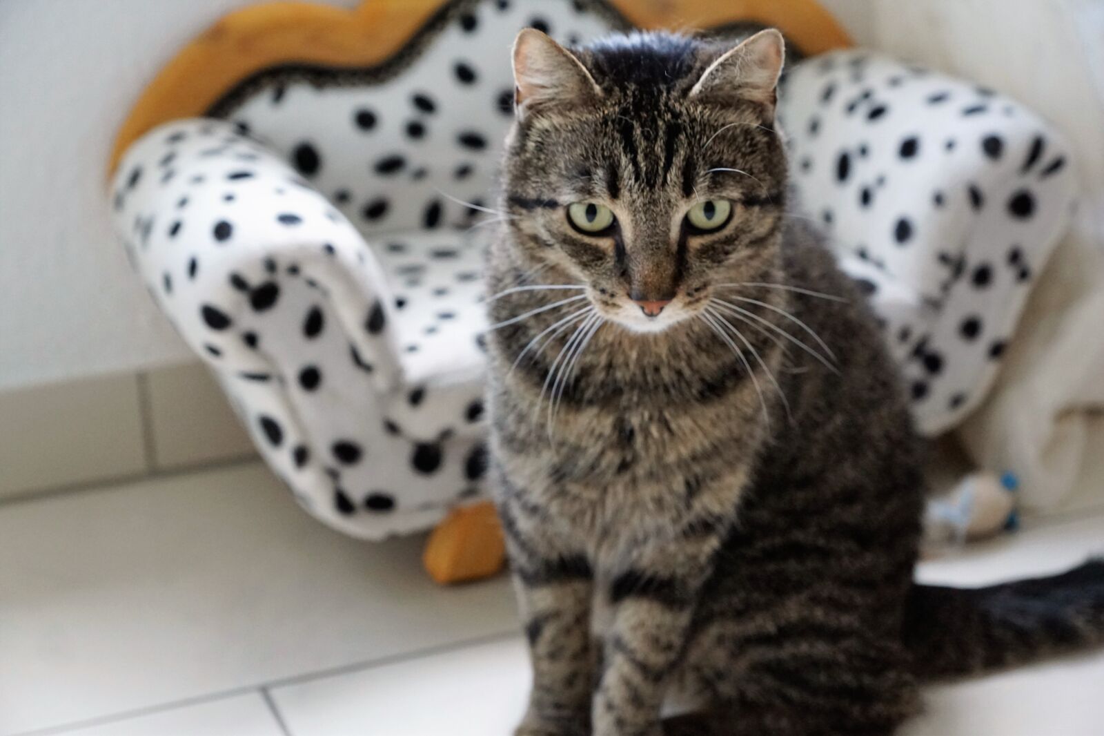 Sony ILCA-77M2 + Sony DT 16-50mm F2.8 SSM sample photo. Tiger, cat, dalmatians photography