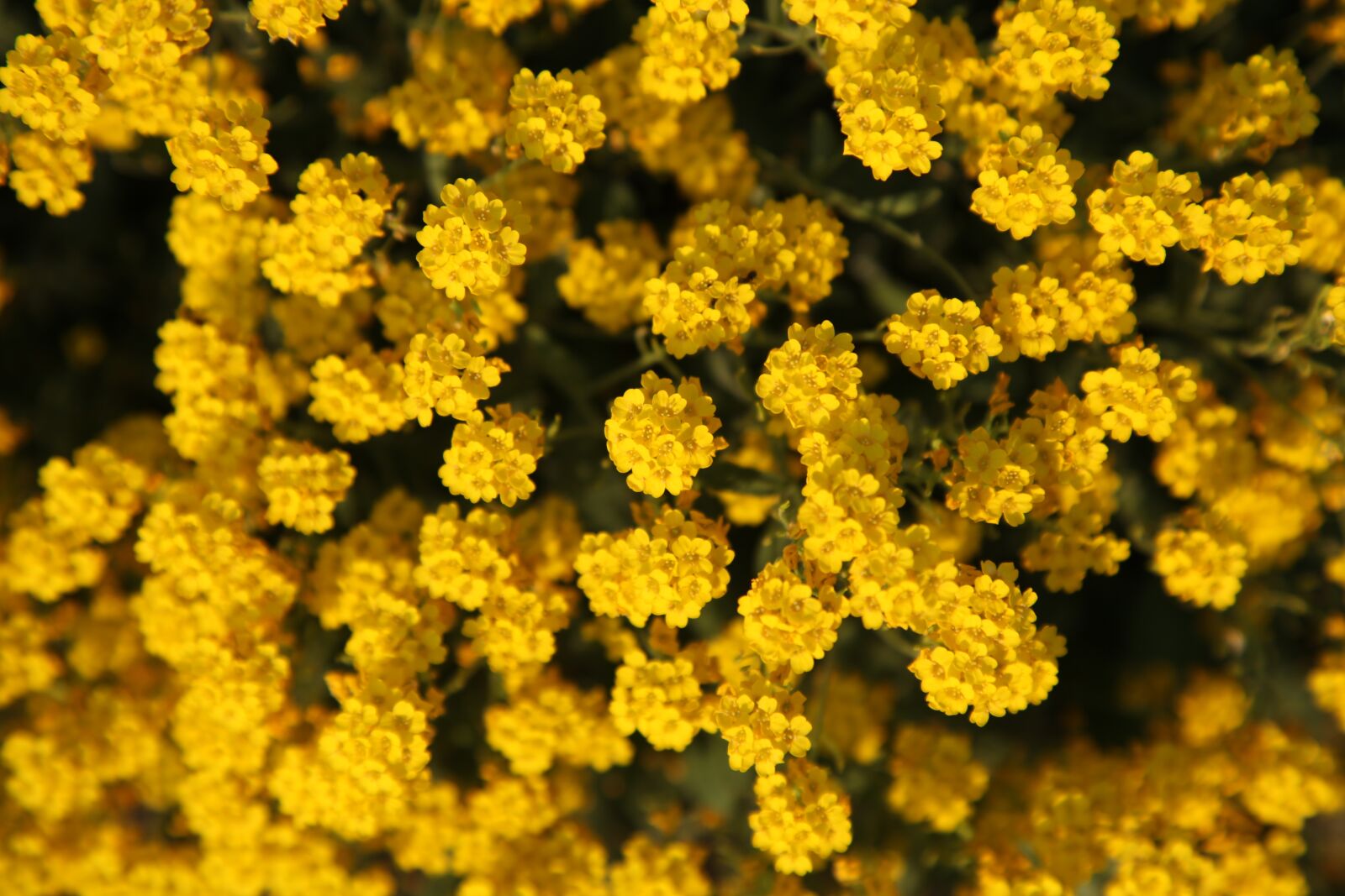 Canon EOS 5D Mark II sample photo. Flower, summer, yellow photography