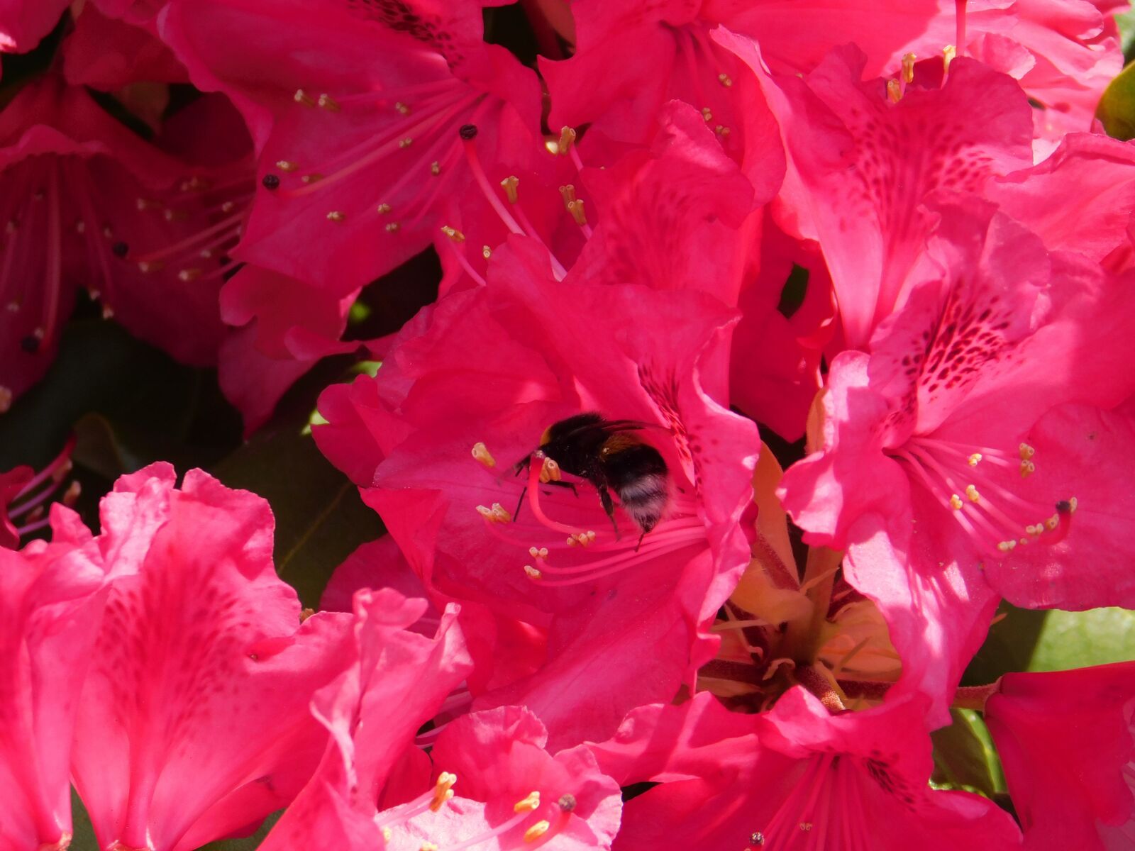 Nikon Coolpix B500 sample photo. Bee, rhode dendron, honey photography