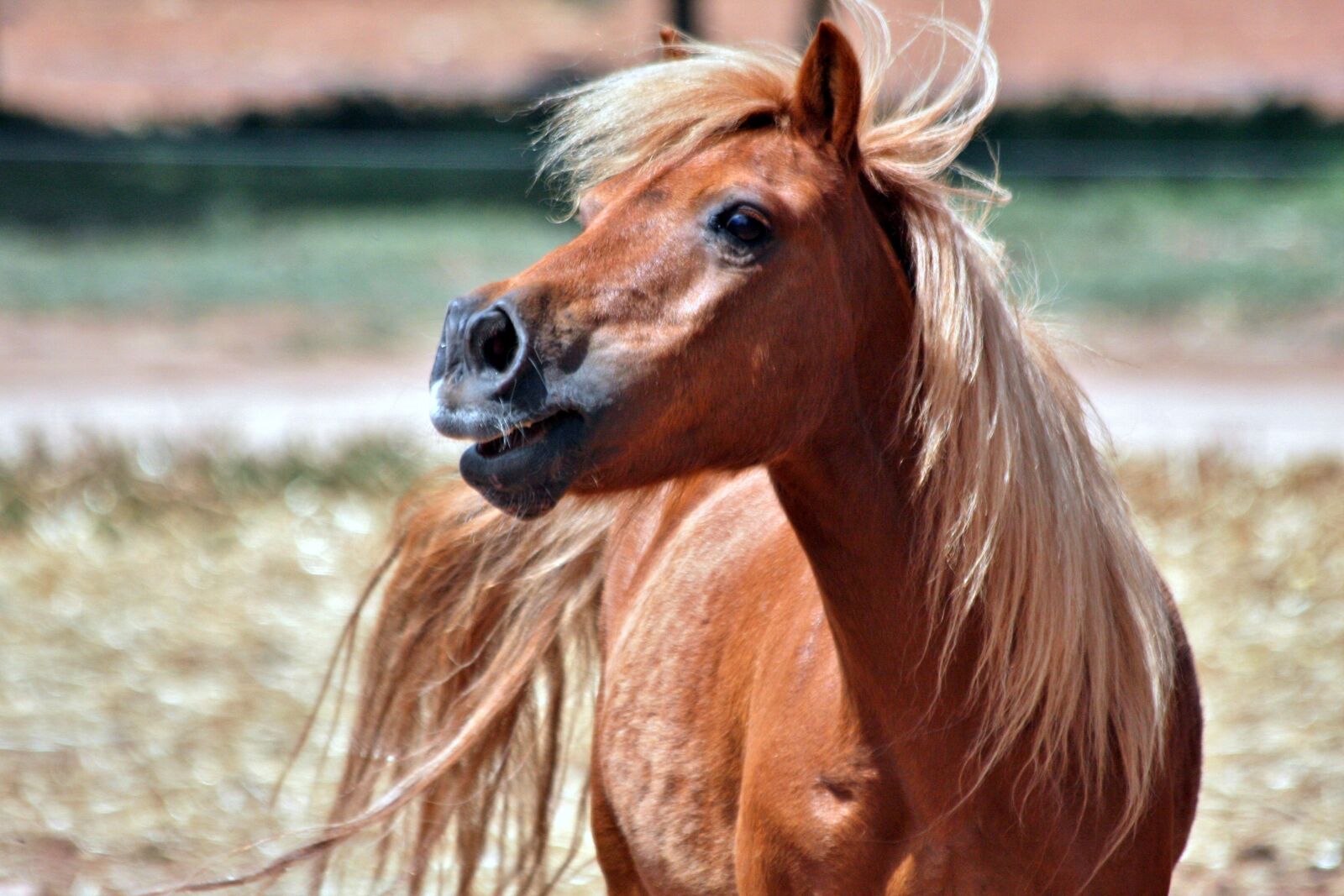 Canon EOS 40D sample photo. Shetland, chestnut, pony photography