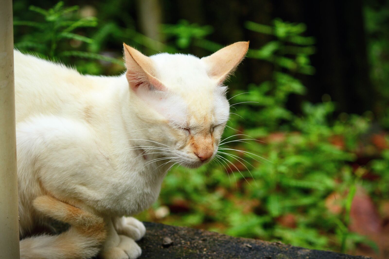 Canon EOS 1200D (EOS Rebel T5 / EOS Kiss X70 / EOS Hi) sample photo. Cat, sleeping, calm photography
