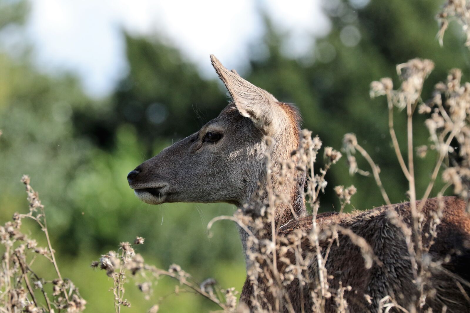 Canon EOS 7D Mark II + Canon EF 70-300mm F4-5.6L IS USM sample photo. Deer, doe, animal photography