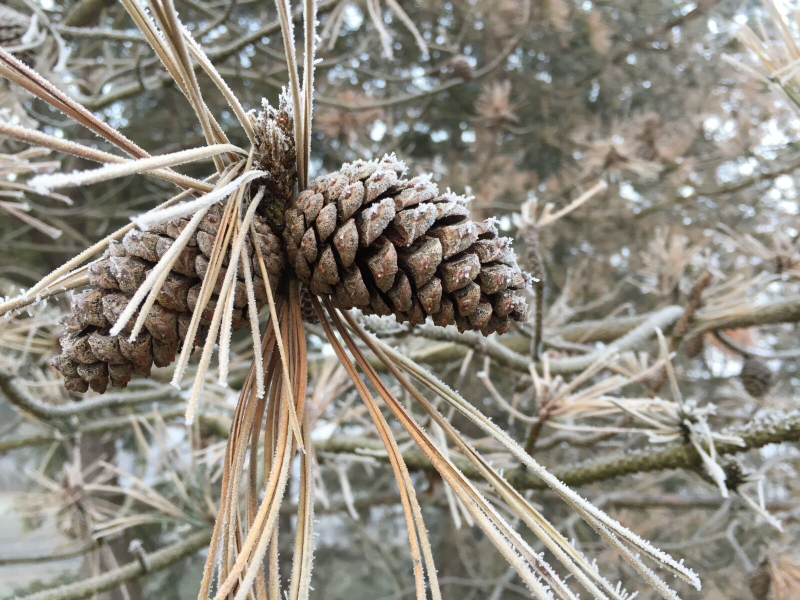 Apple iPhone 6 sample photo. Frost, pine, pine cone photography