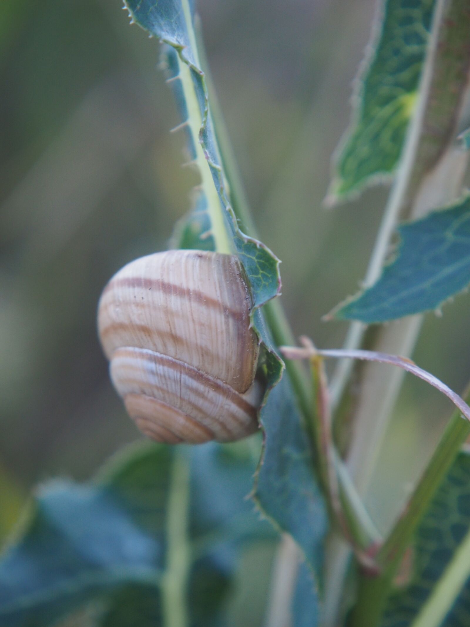 Olympus OM-D E-M10 sample photo. Snail, shell, nature photography
