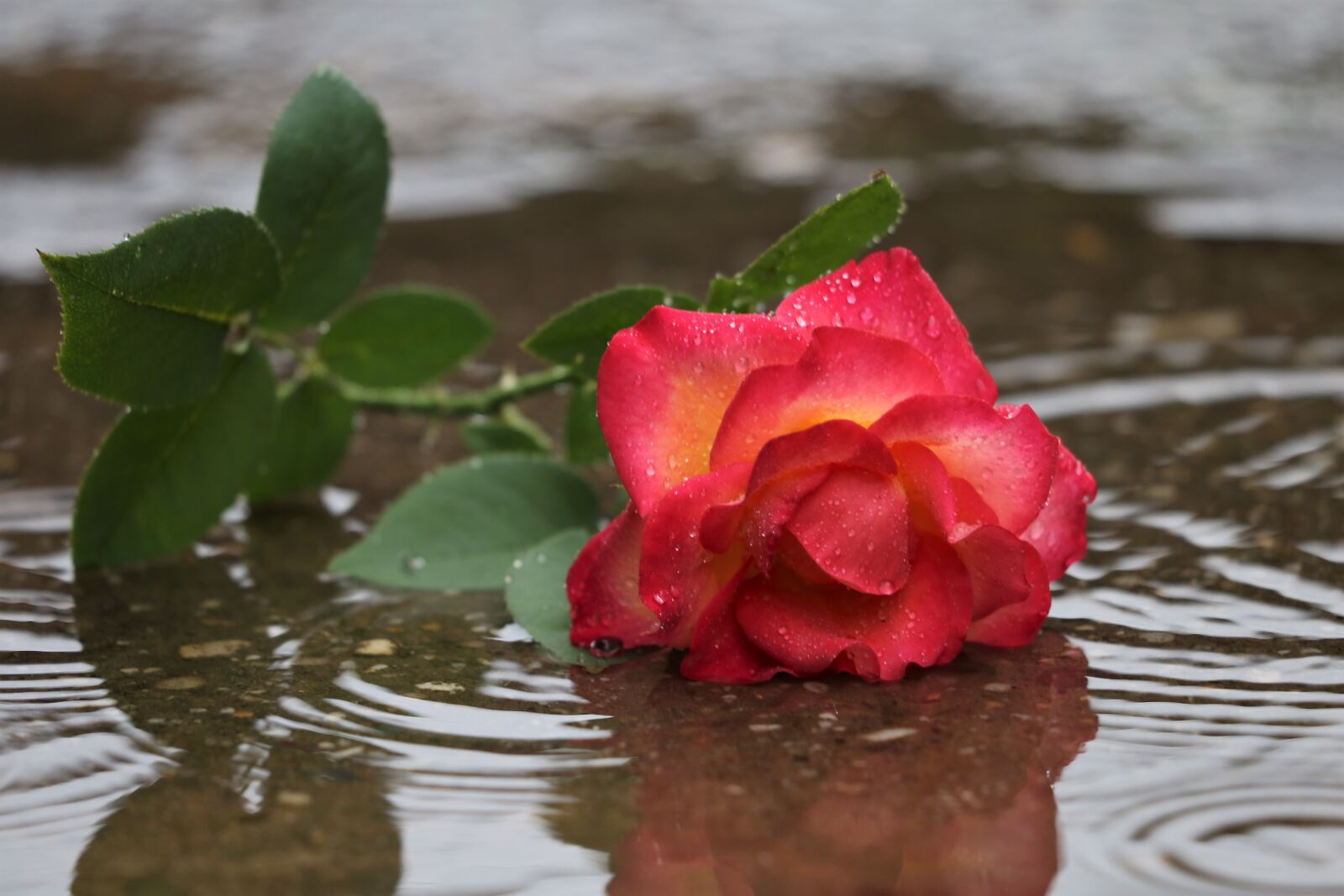 Canon EF 70-300 F4-5.6 IS II USM sample photo. Red yellow rose in photography