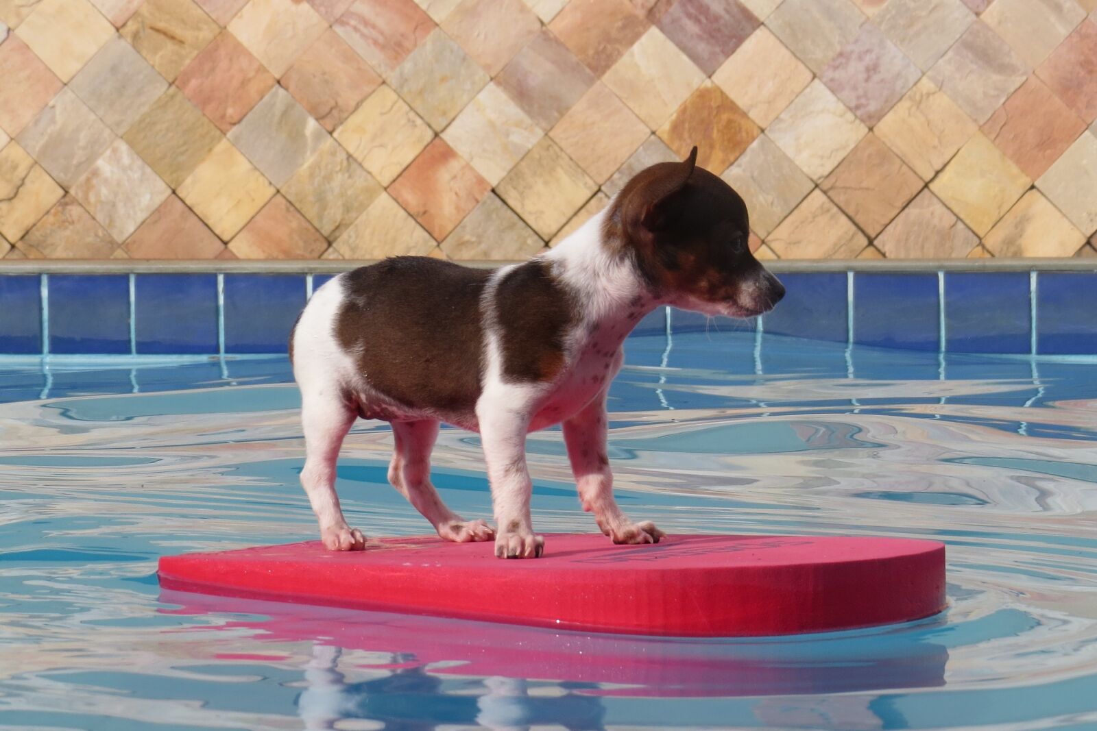 Canon PowerShot SX50 HS sample photo. Dog, puppy, pool photography