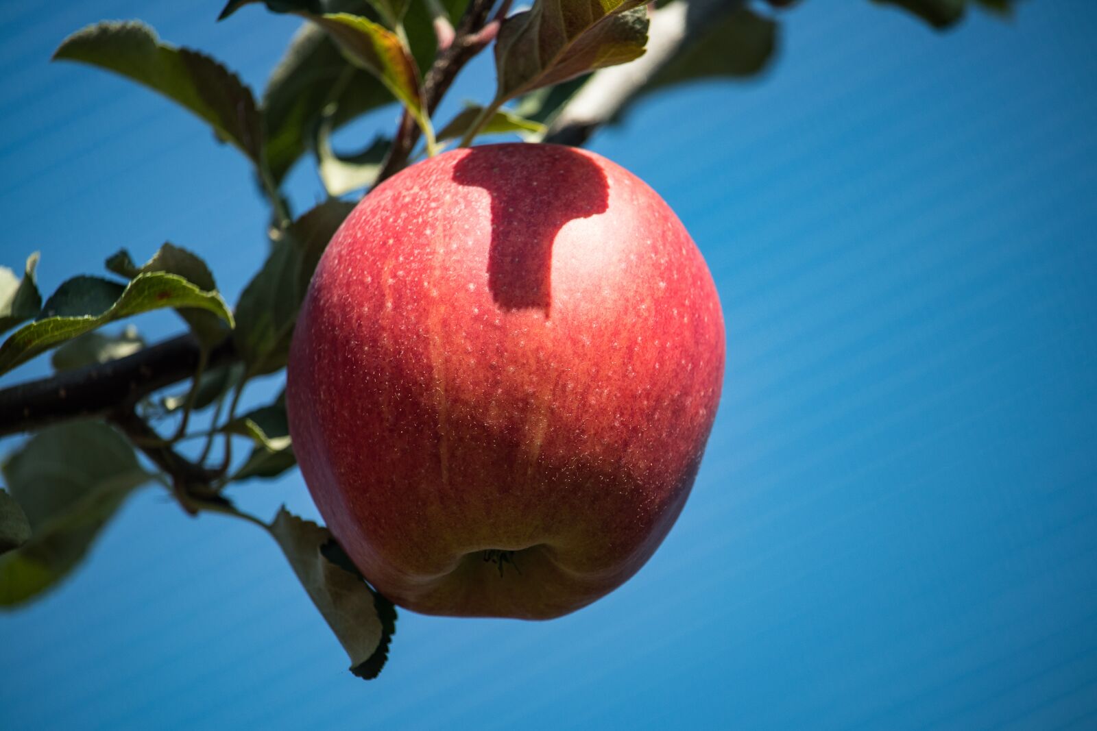 Canon EF-S 55-250mm F4-5.6 IS STM sample photo. Apple, apple tree, pome photography