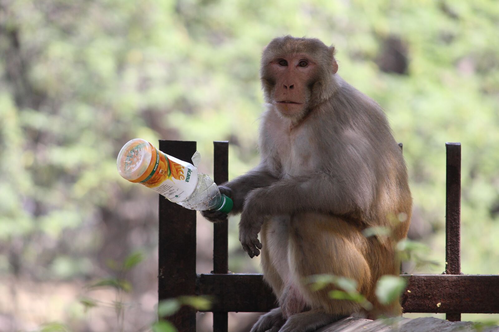 Canon EOS 1200D (EOS Rebel T5 / EOS Kiss X70 / EOS Hi) sample photo. Monkey, primate, ape photography