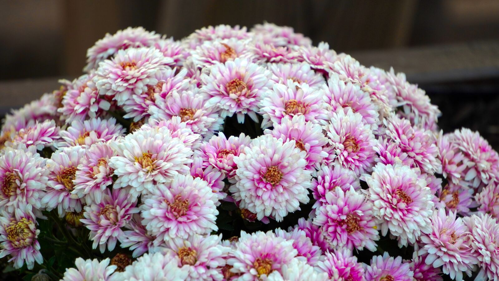 Sony E 55-210mm F4.5-6.3 OSS sample photo. Asters, blossom, bloom photography
