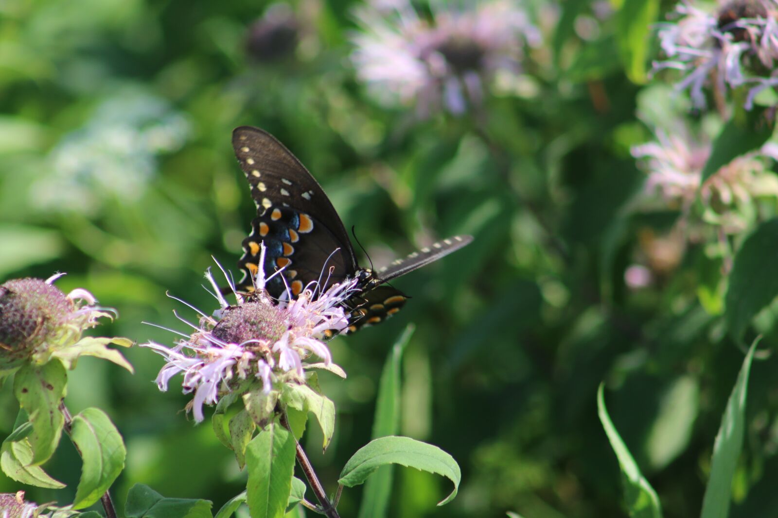 Canon EOS 70D + Canon EF 75-300mm f/4-5.6 sample photo. Butterfly, flower, nature photography