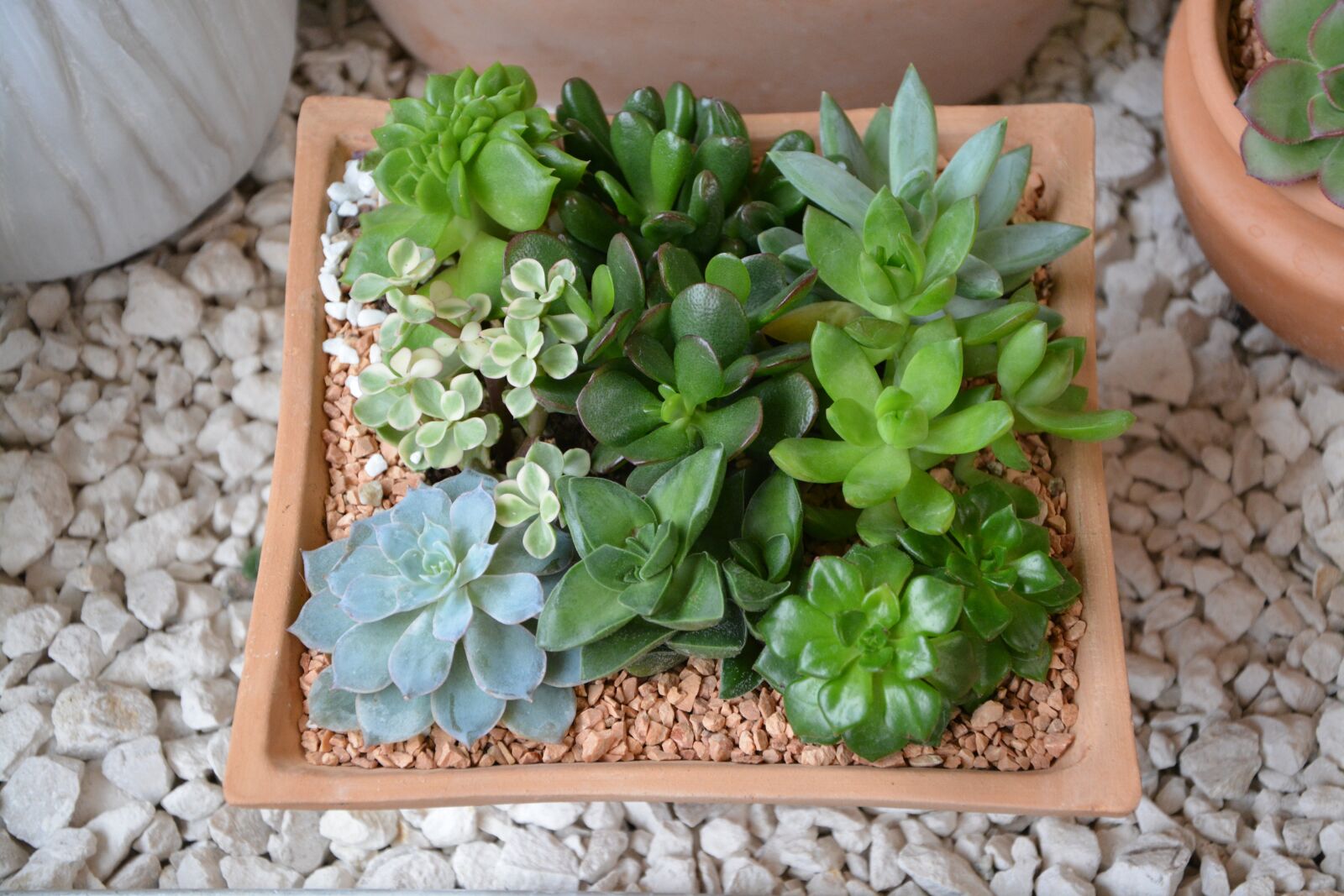 Nikon D5200 sample photo. Composition green plants, cacti photography