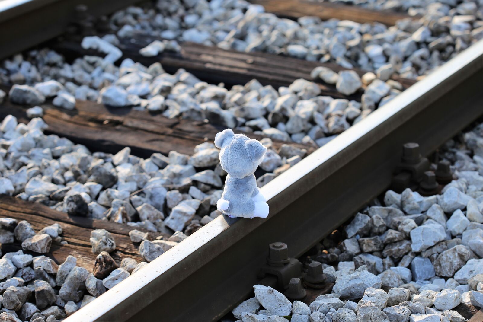 Canon EOS 6D + Canon EF 100mm F2.8 Macro USM sample photo. Stop children suicide, teddy photography