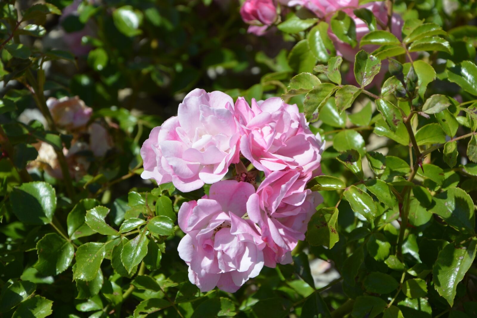 Nikon D5200 sample photo. Pink, rosebush, garden photography
