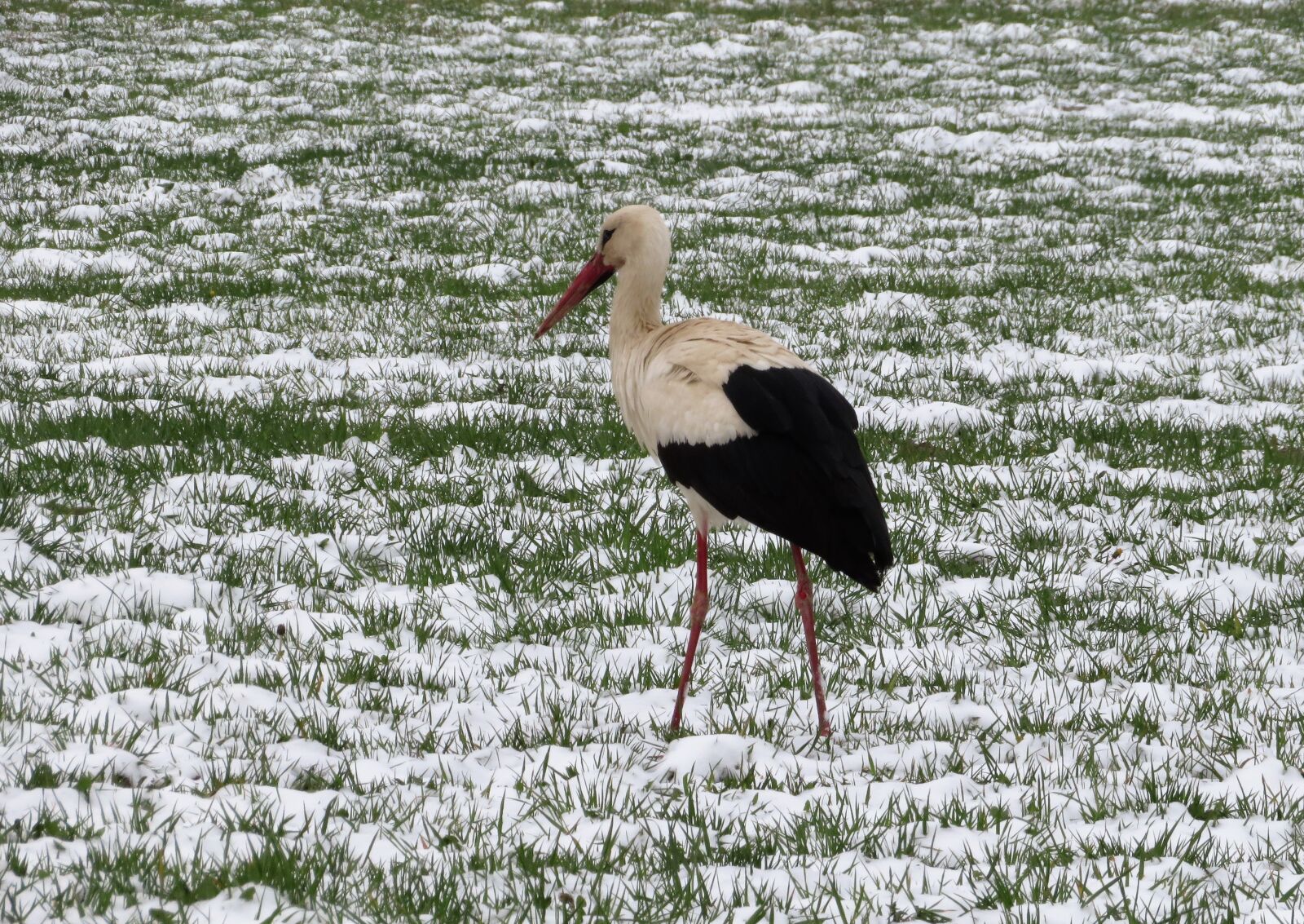 Canon PowerShot SX720 HS sample photo. Nature, bird, wildlife photography
