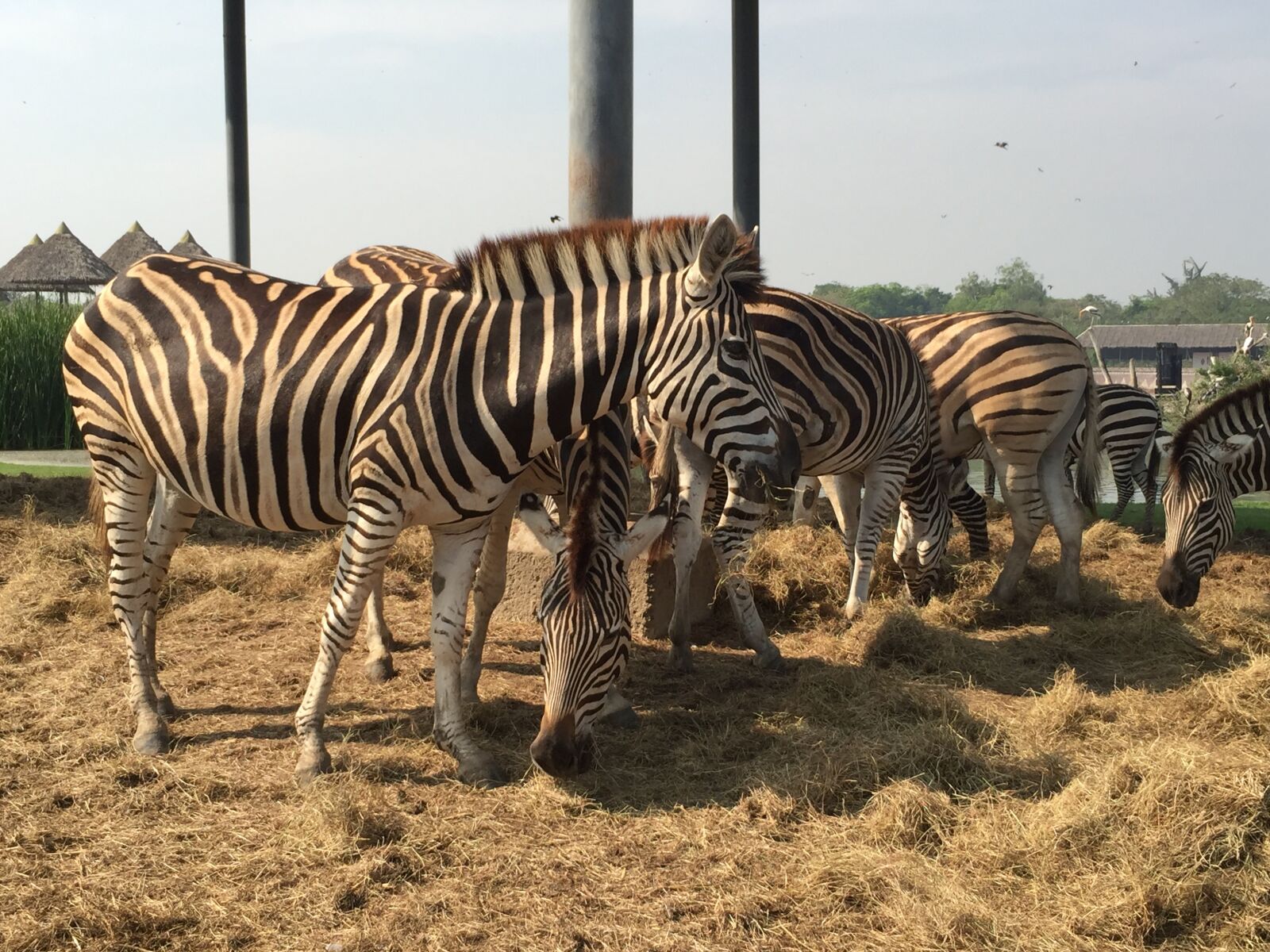 iPhone 6 Plus back camera 4.15mm f/2.2 sample photo. Zebra, zoo, horse photography