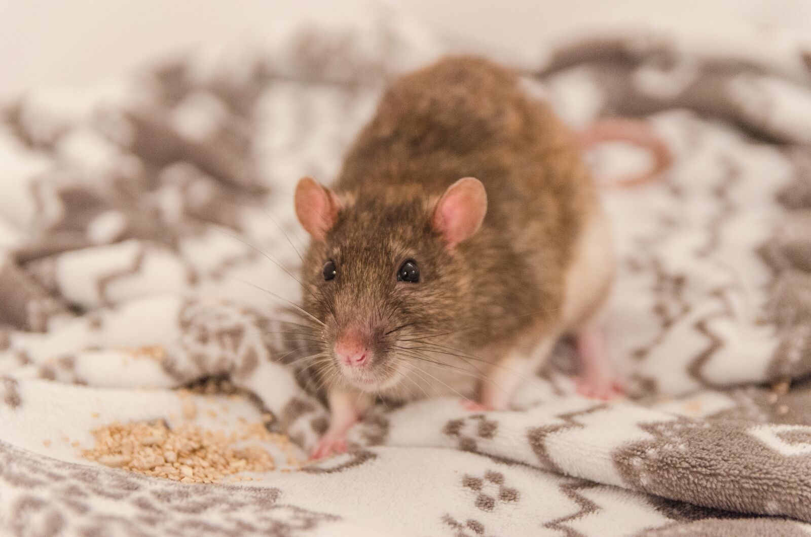 Nikon D5100 sample photo. Rat, animal, nice photography