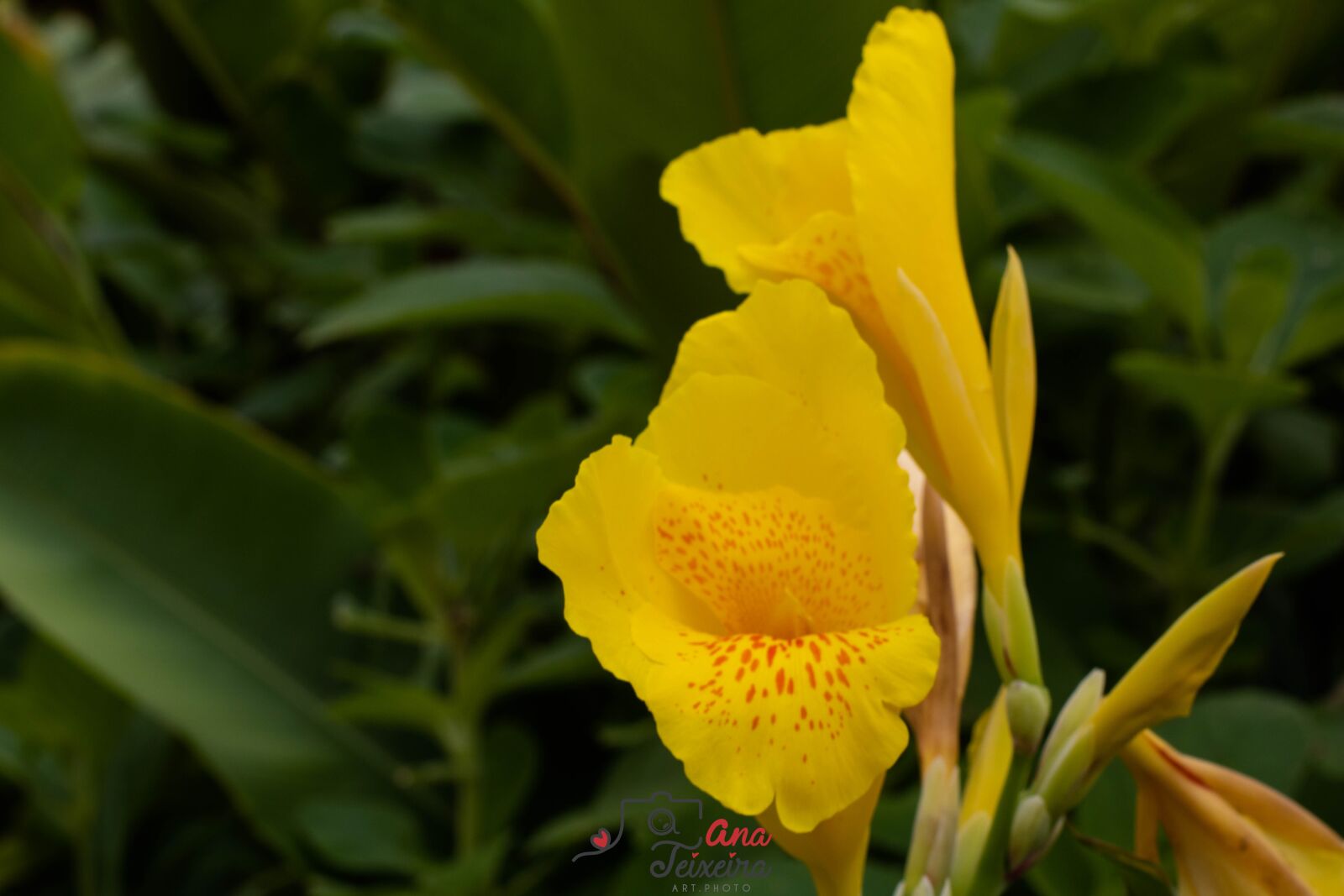 Canon EF 50mm F1.4 USM sample photo. Palm trees, flowers, beauty photography
