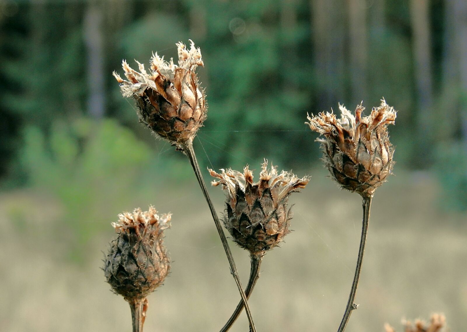 Nikon Coolpix P900 sample photo. Meadow, thistles, dry photography