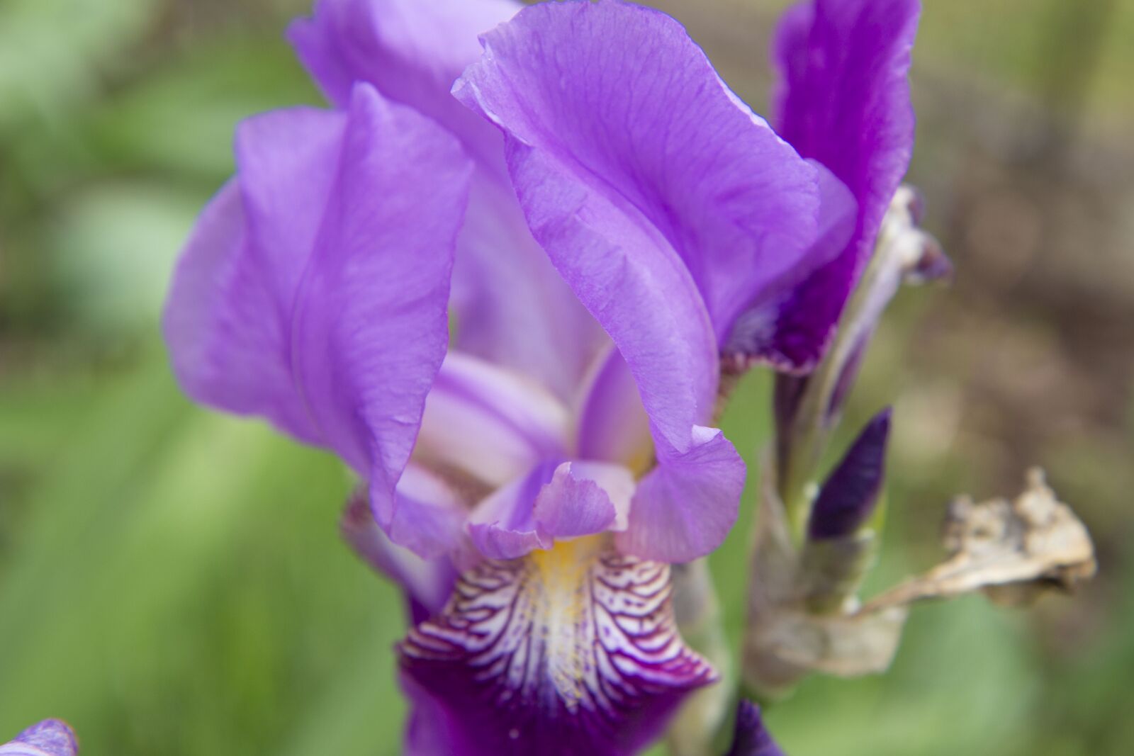 Canon EOS 700D (EOS Rebel T5i / EOS Kiss X7i) sample photo. Iris, flower, garden photography