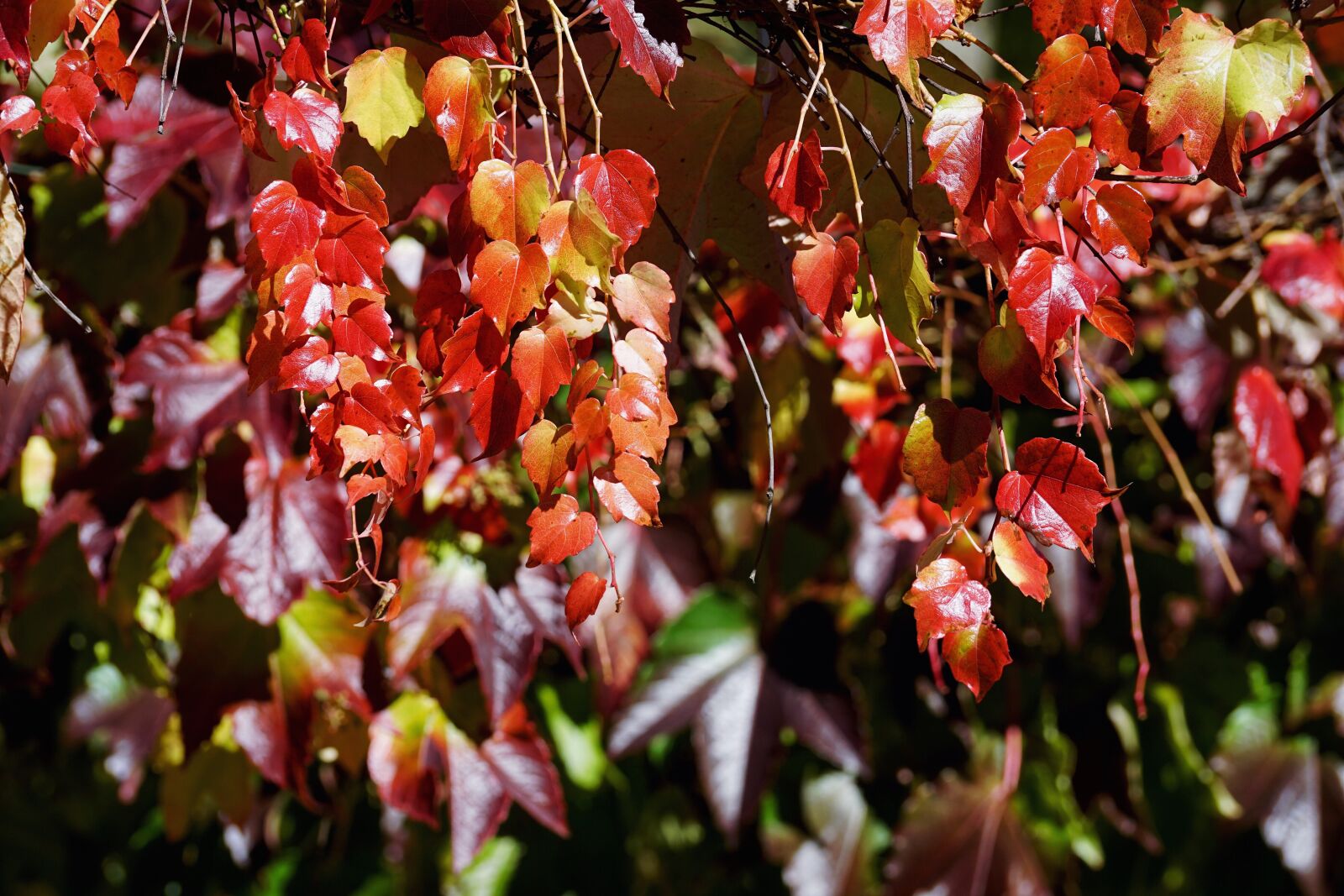 Sony DT 55-300mm F4.5-5.6 SAM sample photo. Vine, wine partner, leaves photography