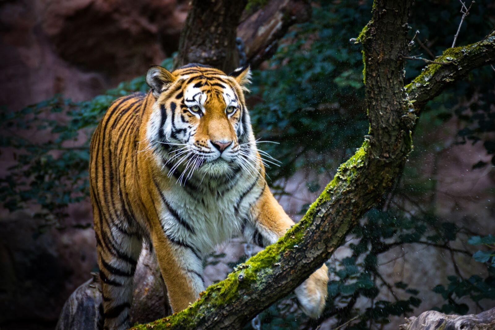 Canon EOS 550D (EOS Rebel T2i / EOS Kiss X4) sample photo. Tiger, wildlife, predator photography