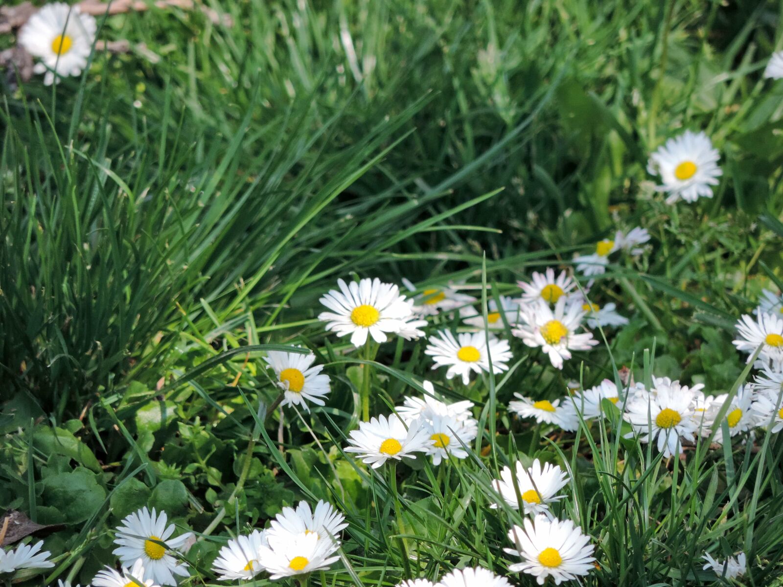 Nikon Coolpix P520 sample photo. Daisy, grass, summer, hay photography