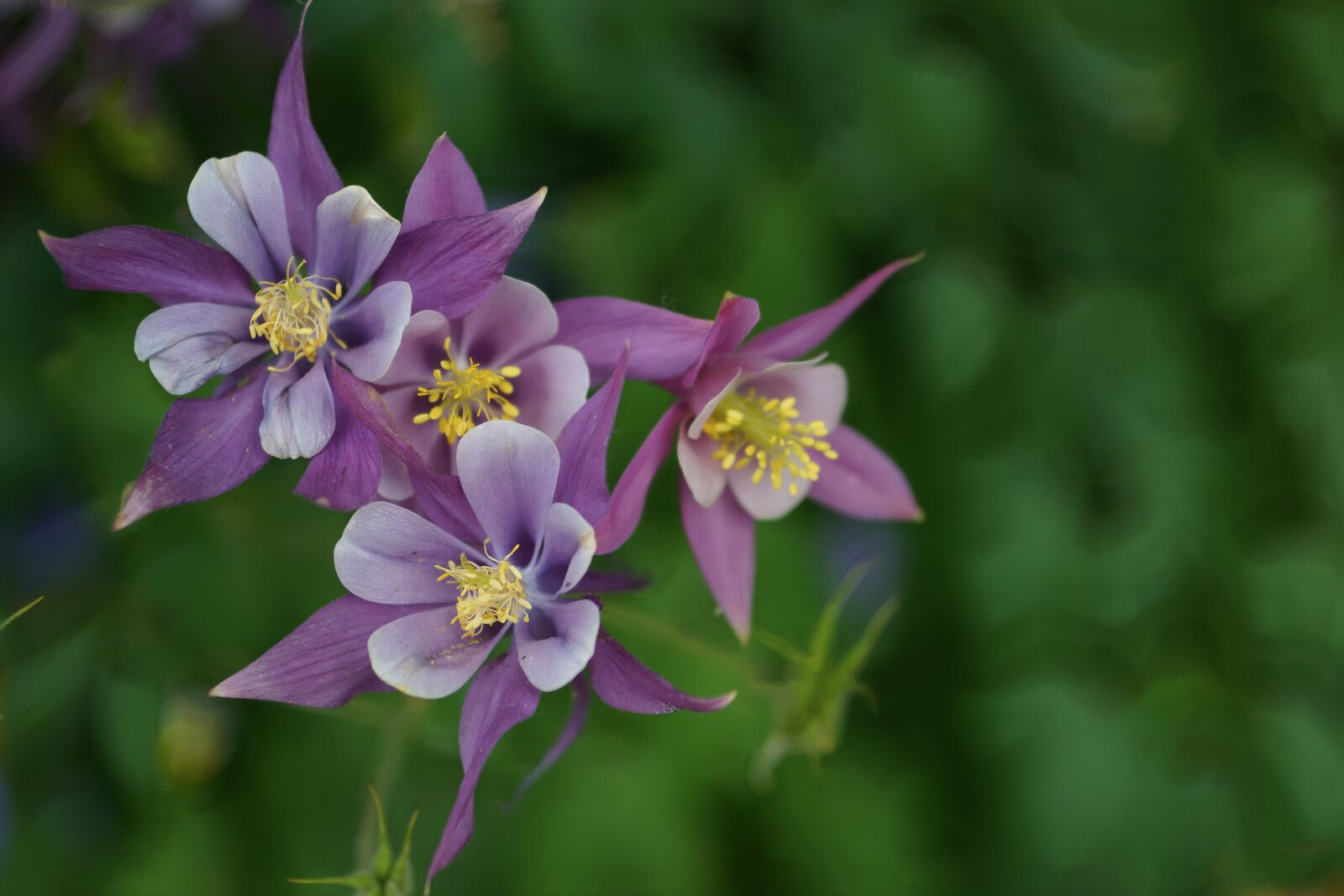 Sony SLT-A65 (SLT-A65V) sample photo. Wildflower, purple, columbine photography