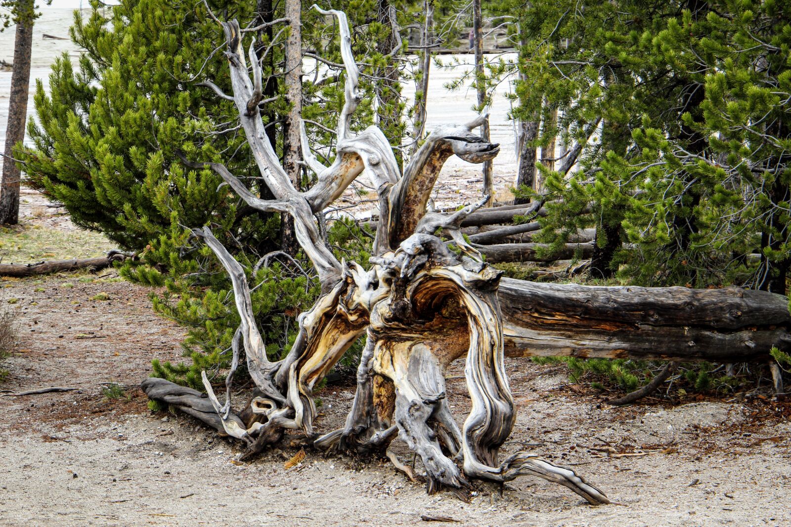Canon EF 24-105mm F3.5-5.6 IS STM sample photo. Yellowstone, tree, root photography