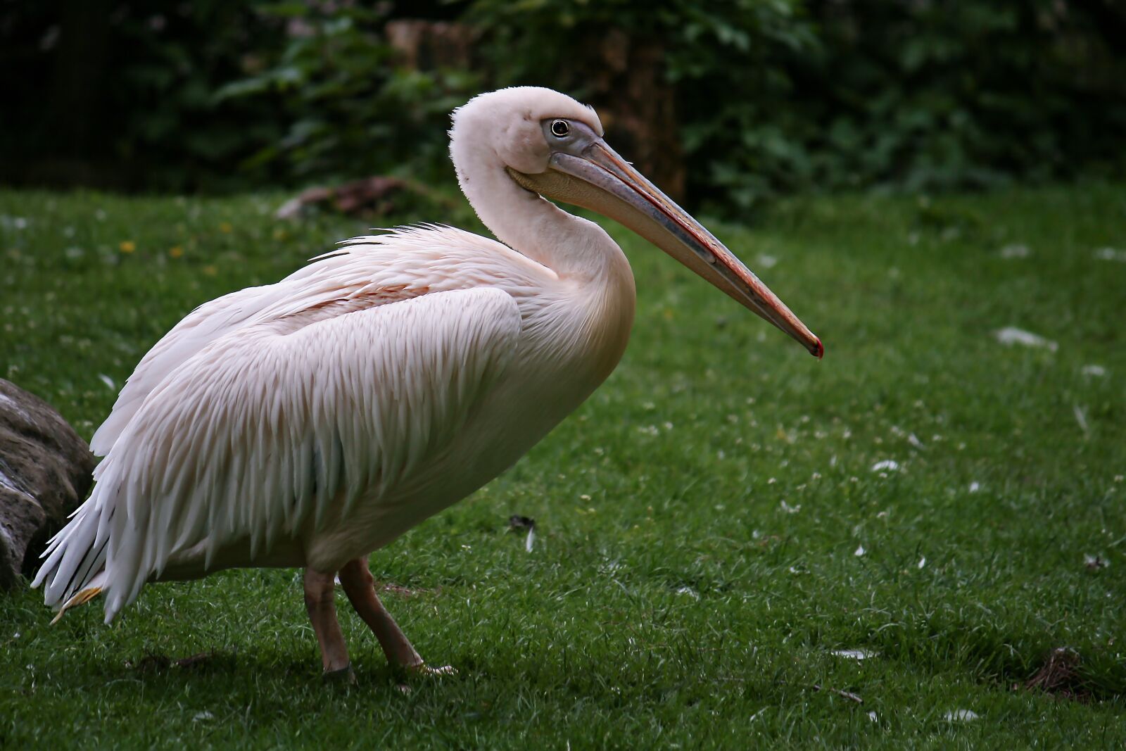 Canon EOS 400D (EOS Digital Rebel XTi / EOS Kiss Digital X) sample photo. Pelikan, bird, pink pelican photography