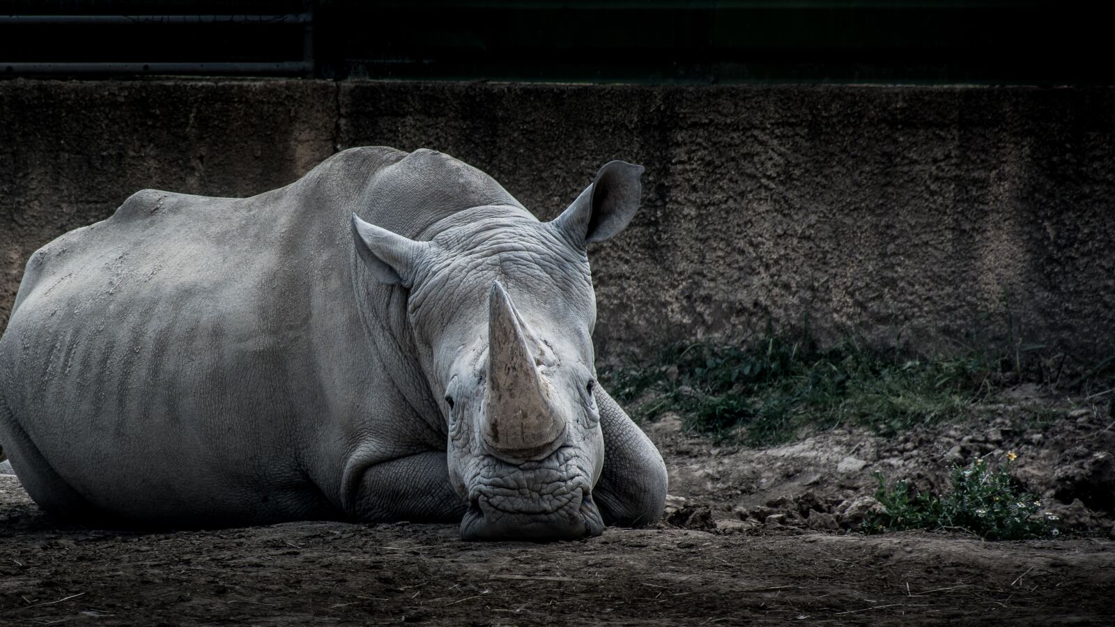 Nikon D5200 sample photo. Animal, zoo, nature photography
