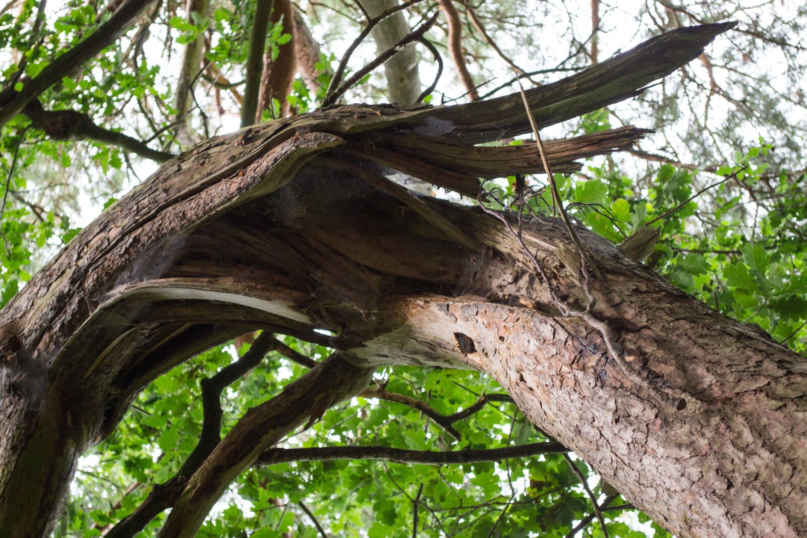 Nikon D3100 sample photo. Log, broken, wood photography