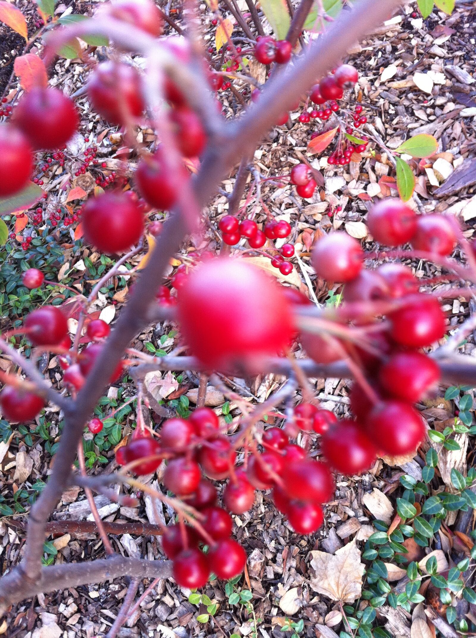 Apple iPhone 4 sample photo