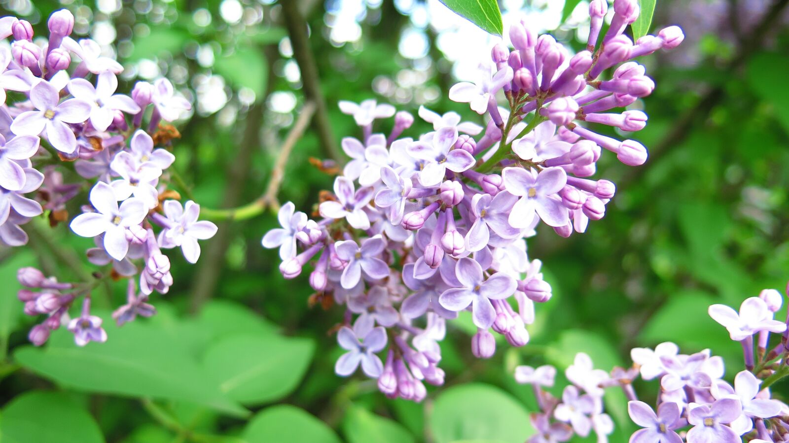 Canon PowerShot G16 sample photo. Lilac, flower, nature photography