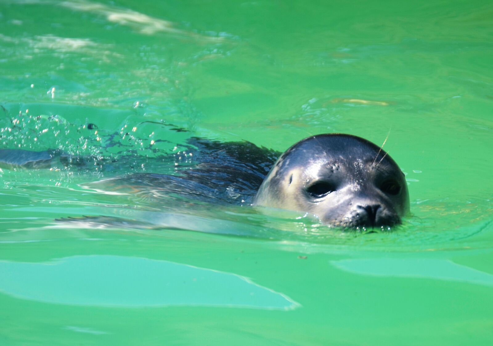 Nikon D5100 sample photo. Seal, robbe, howler photography