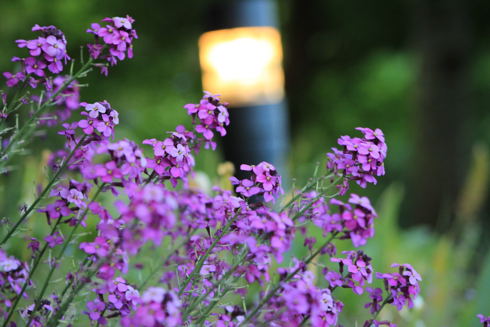 Canon EOS 1200D (EOS Rebel T5 / EOS Kiss X70 / EOS Hi) sample photo. Nature, flowers, romantic photography