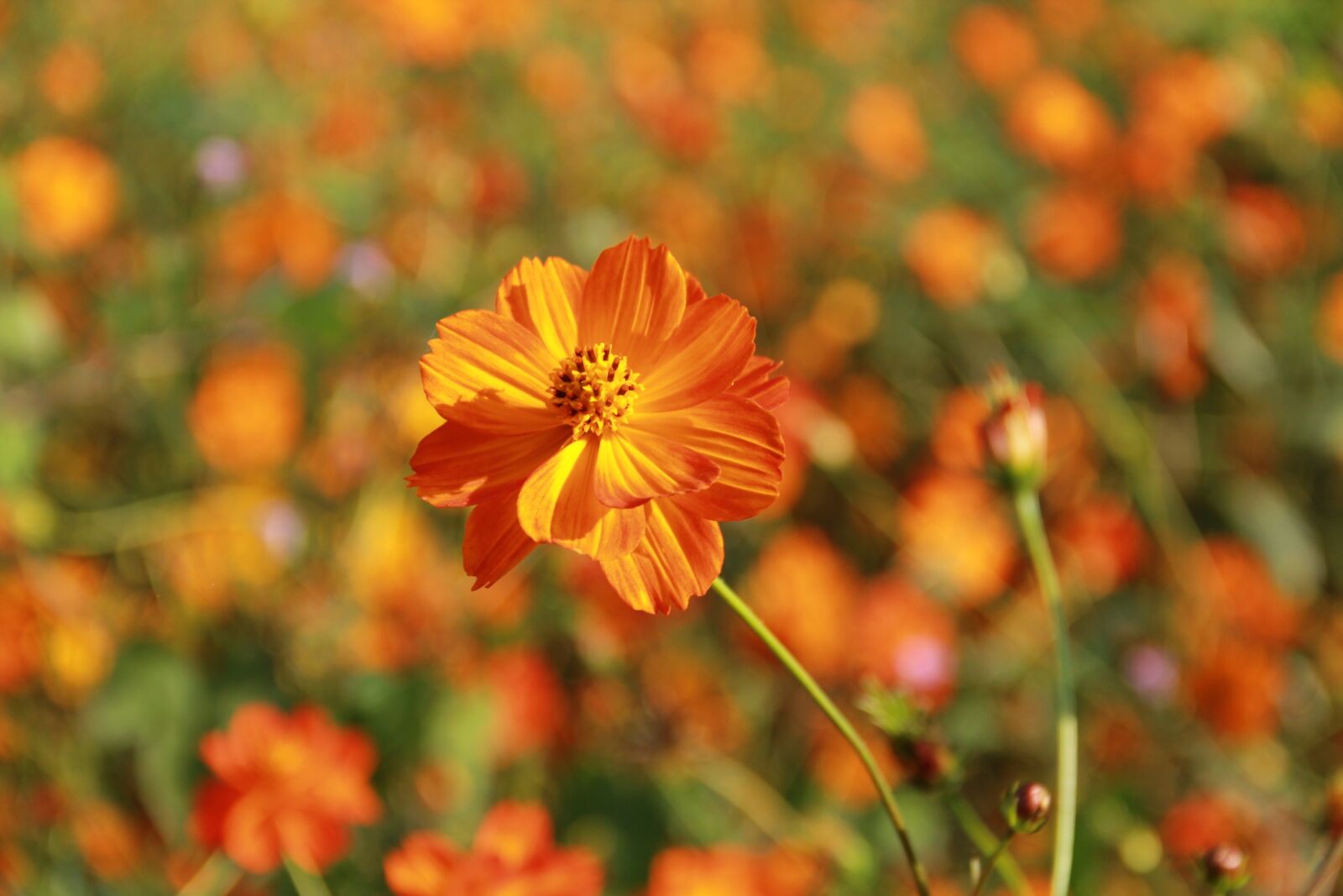 Canon EF-S 18-135mm F3.5-5.6 IS sample photo. Flowers, orange, close photography