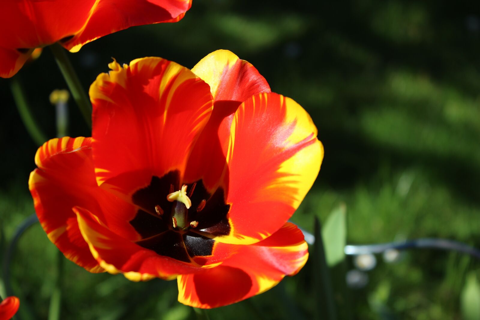 Canon EOS 600D (Rebel EOS T3i / EOS Kiss X5) sample photo. Flower, tulip, spring photography