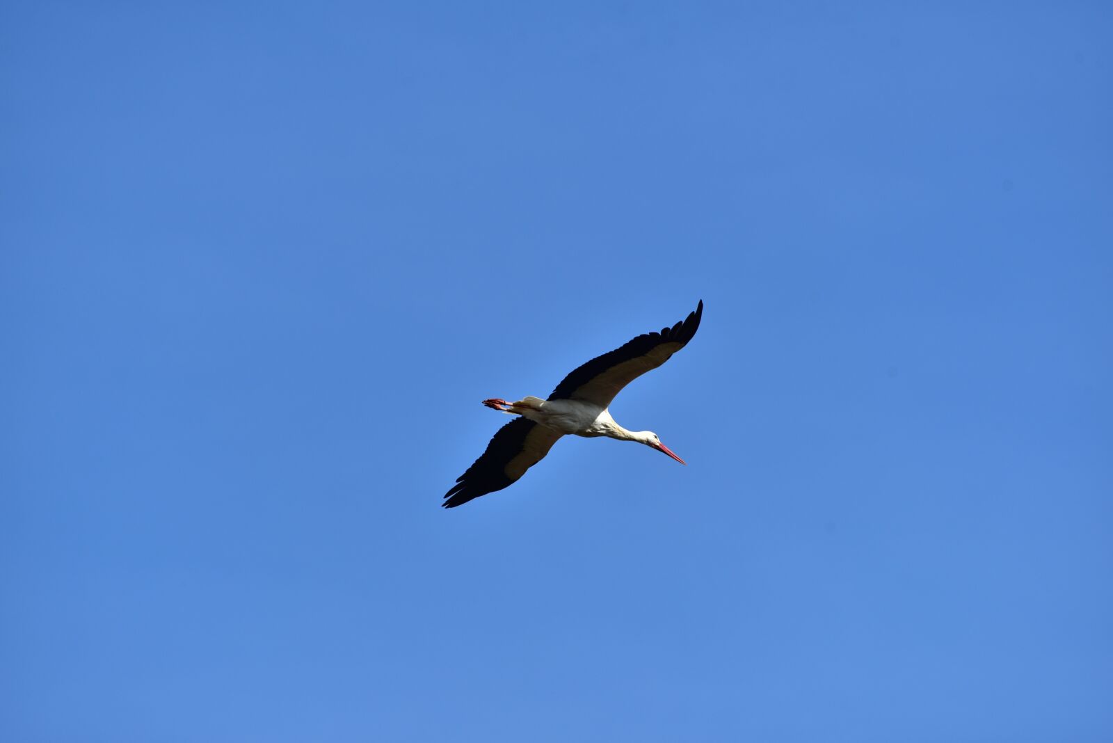 Nikon D750 sample photo. Stork, sky, flying photography