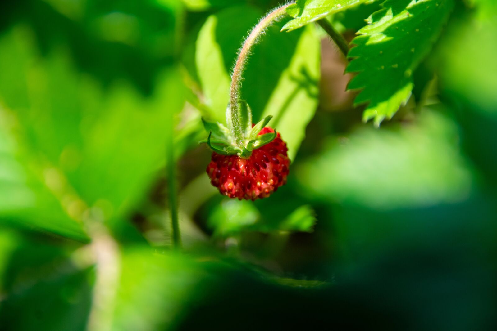 Nikon D3400 sample photo. Strawberry, wild strawberry, strawberries photography