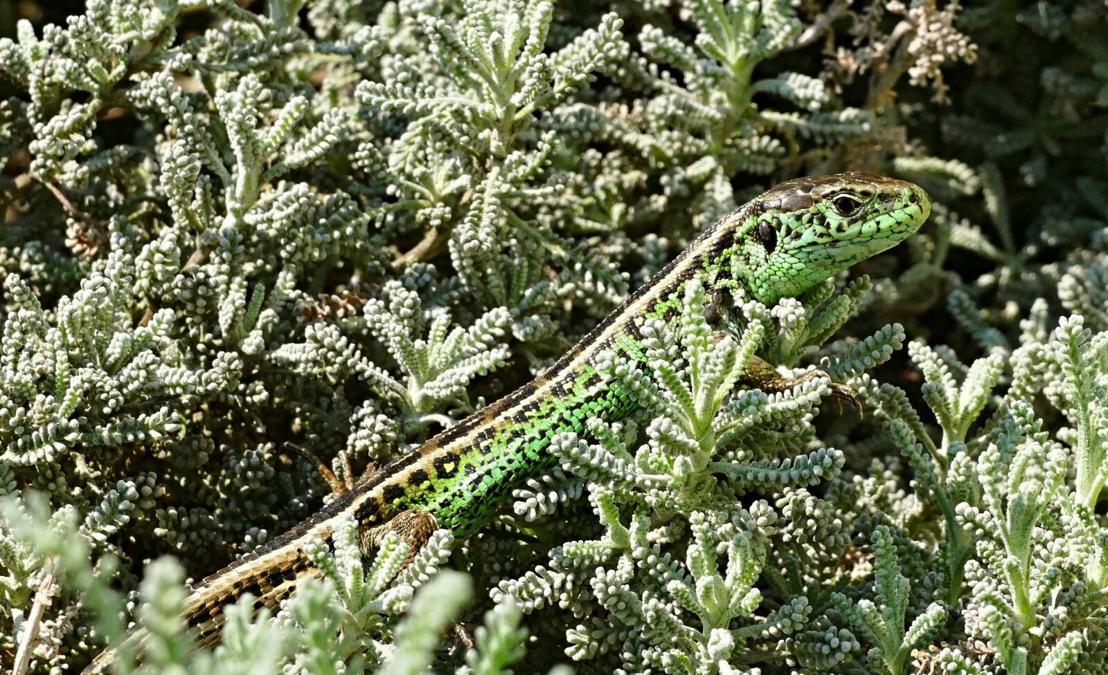 Panasonic Lumix DMC-FZ1000 sample photo. The lizard, common, reptile photography