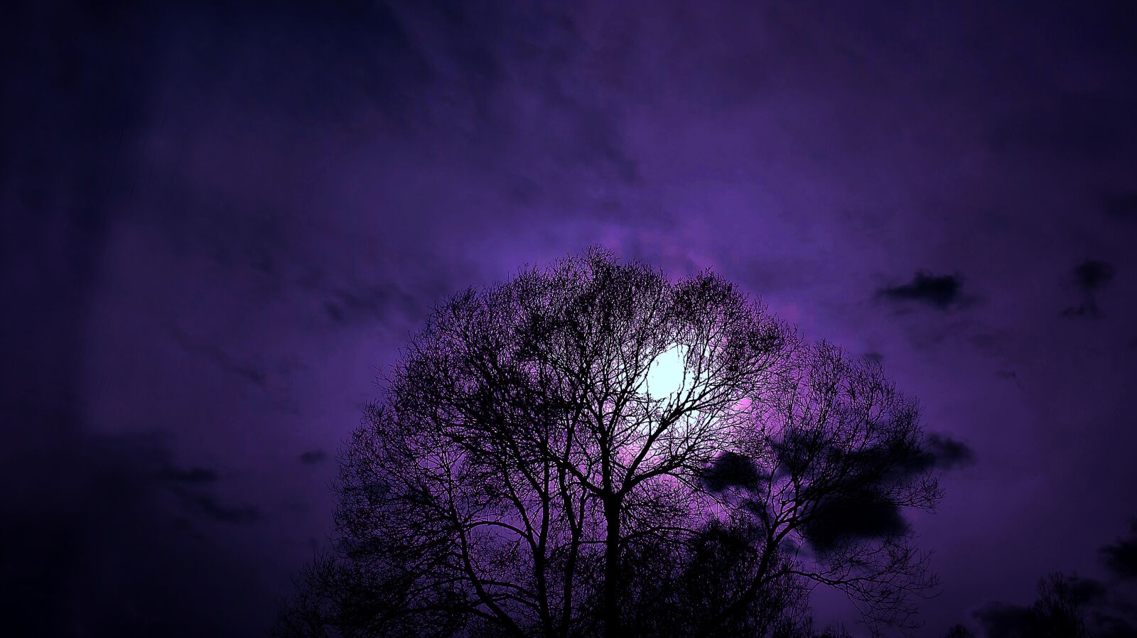 HUAWEI P8 Lite sample photo. Tree, night, nature photography