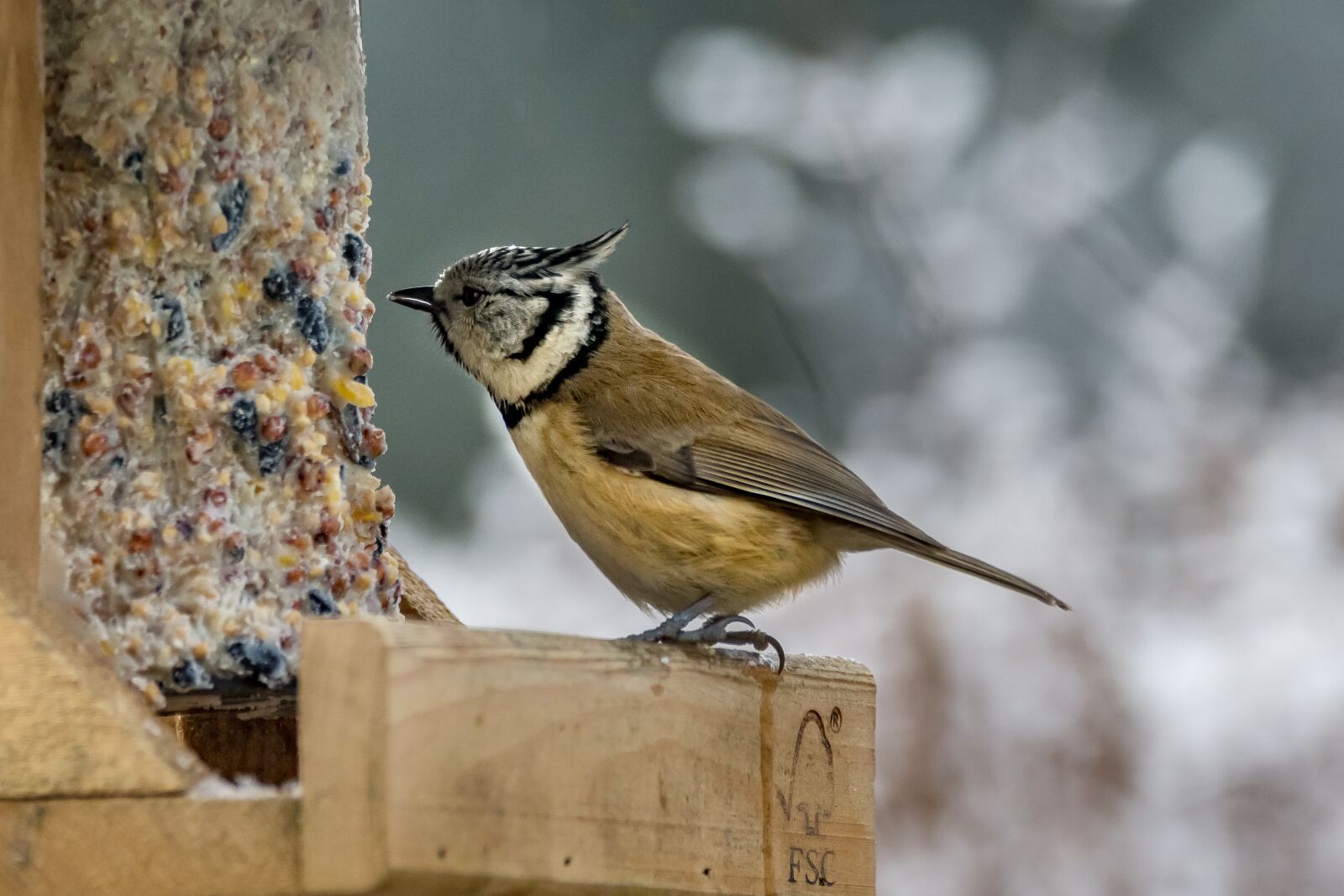 Nikon D500 sample photo. Nature, bird, small photography