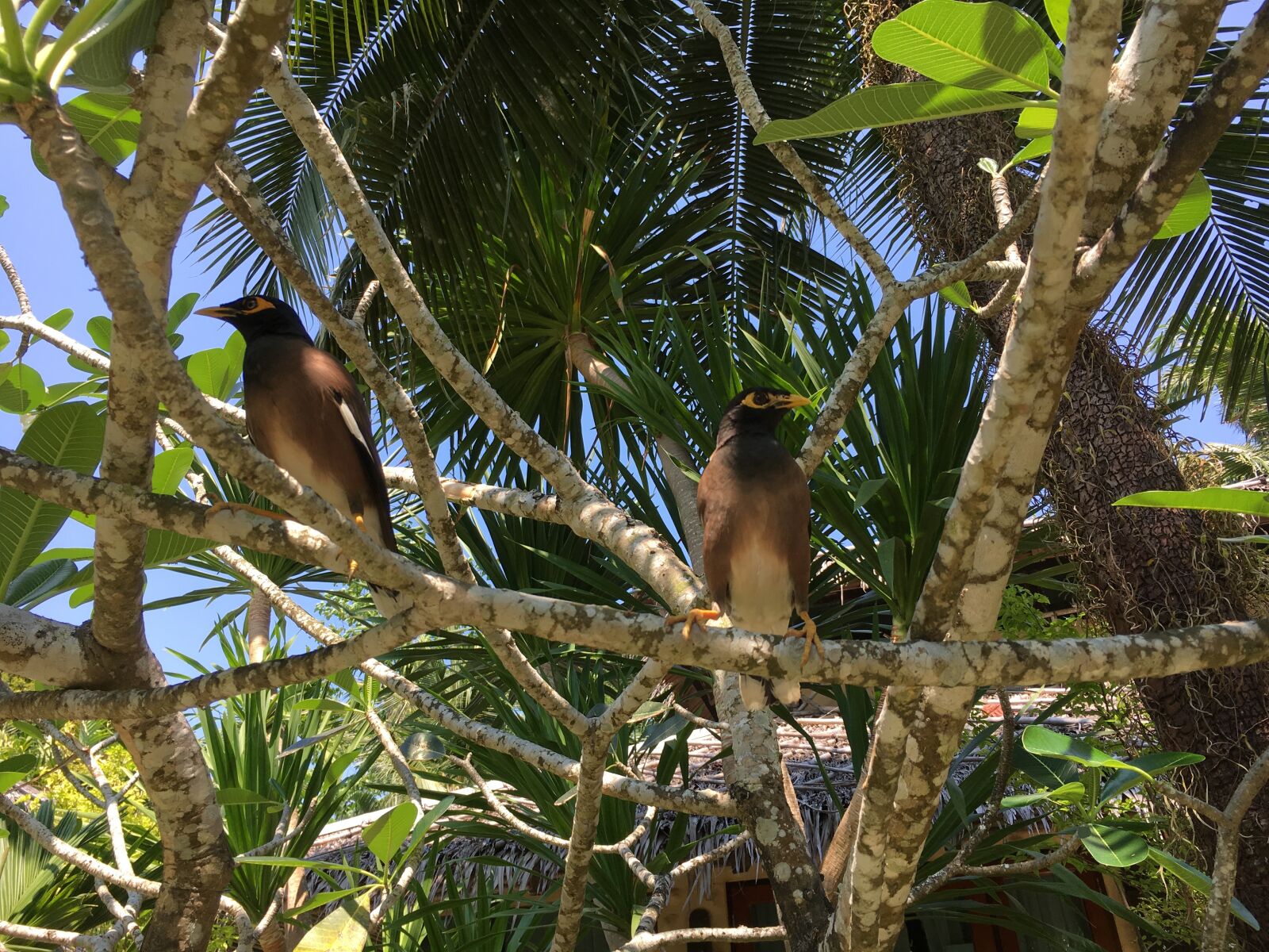 Apple iPhone 6s sample photo. Asia, thailand, koh chang photography