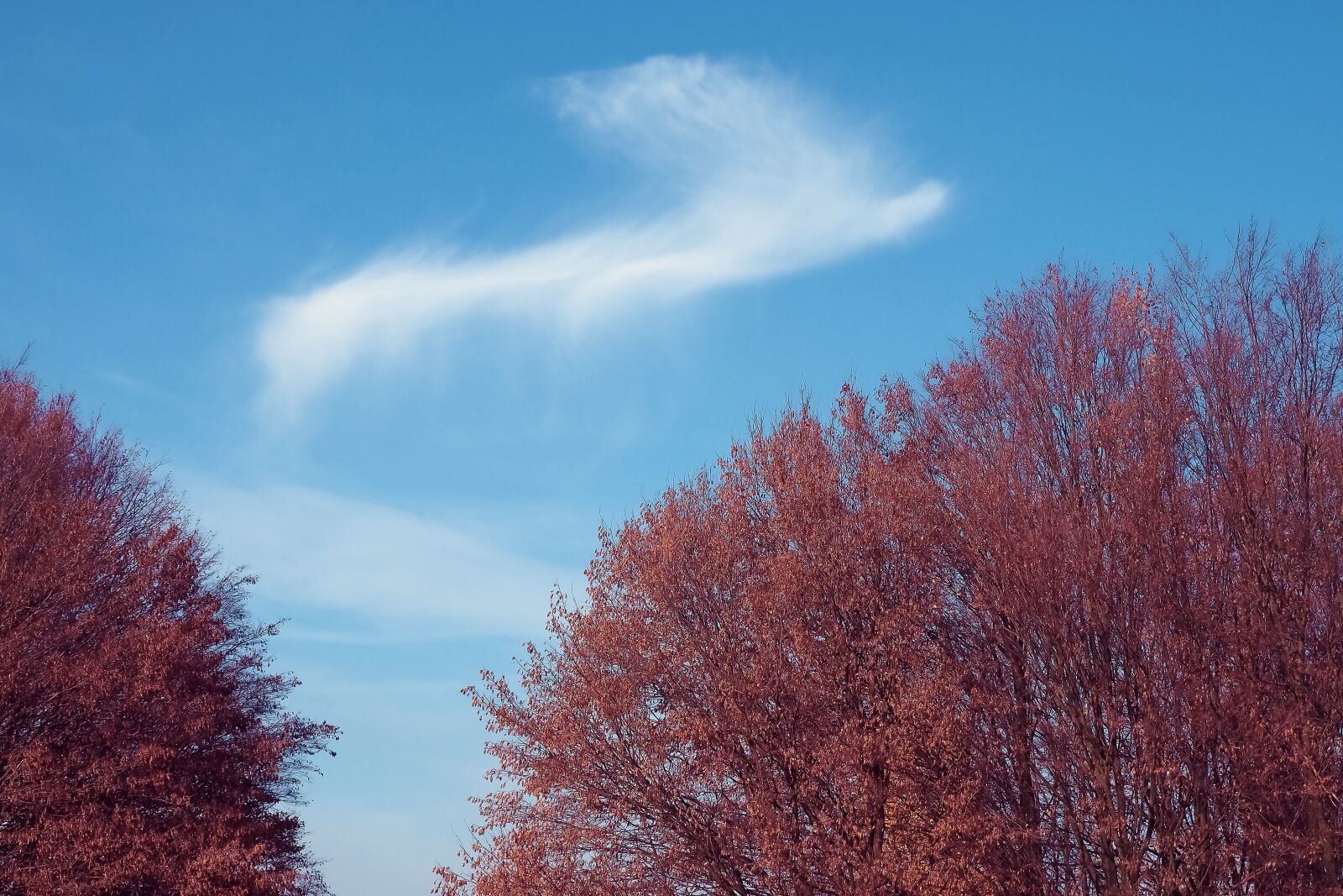 Olympus OM-D E-M10 sample photo. Trees, forest, nature photography
